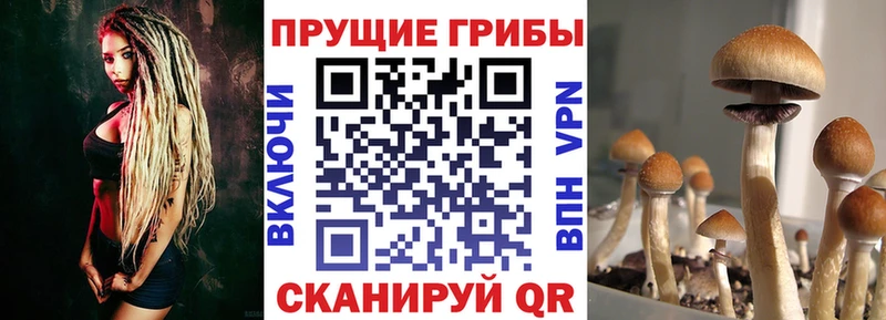 Псилоцибиновые грибы Psilocybine cubensis Медногорск